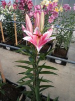 [1852 Paradro No02.JPG]